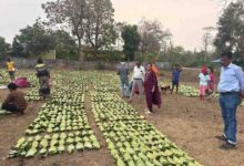दर वृद्धि हरा सोना संग्राहकों की आय बढ़ाने की दिशा में बड़ा कदम,लगभग 920 करोड़ रुपए का होगा संभावित भुगतान