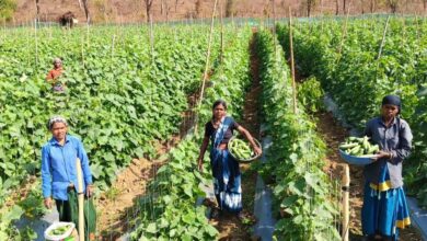 खीरा की खेती ने बदली सुभद्रा की जिंदगी, बिहान योजना से बनी लखपति दीदी खीरा की खेती ने बदली सुभद्रा की जिंदगी, बिहान योजना से बनी लखपति दीदी