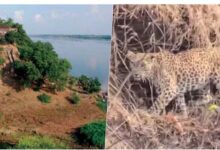 नर्मदा में बोटिंग के दौरान चट्टानों पर आराम करता दिखा तेंदुआ, पर्यटकों में मची हलचल