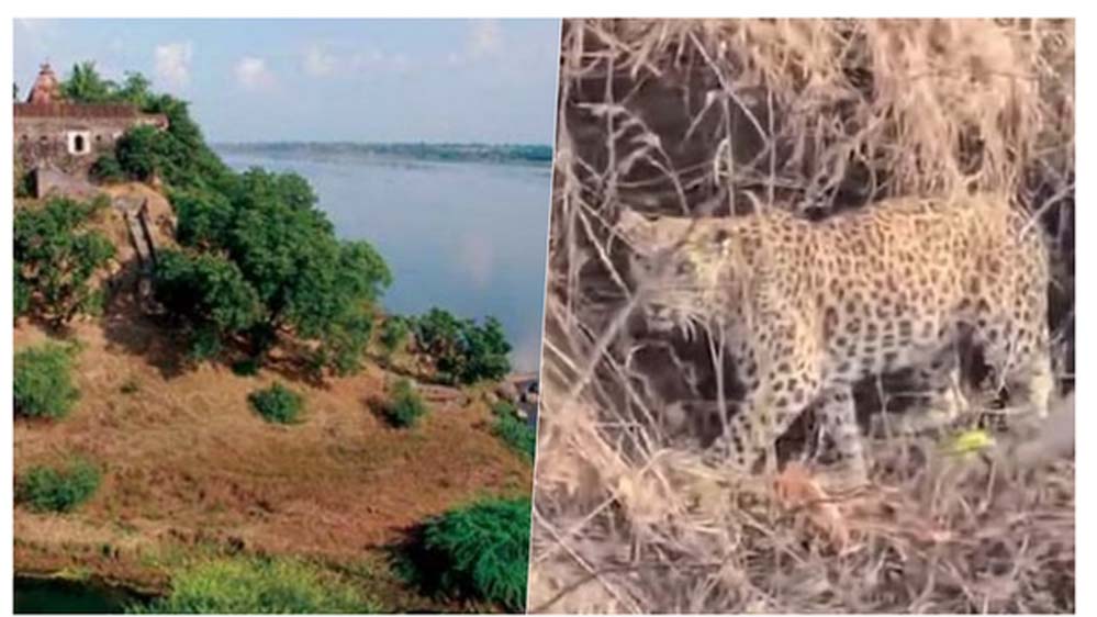 नर्मदा में बोटिंग के दौरान चट्टानों पर आराम करता दिखा तेंदुआ, पर्यटकों में मची हलचल