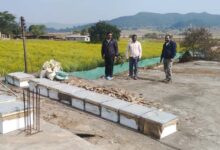 रायपुर : मधुमक्खी पालन: कम लागत में ज्यादा मुनाफे का बेहतर विकल्प