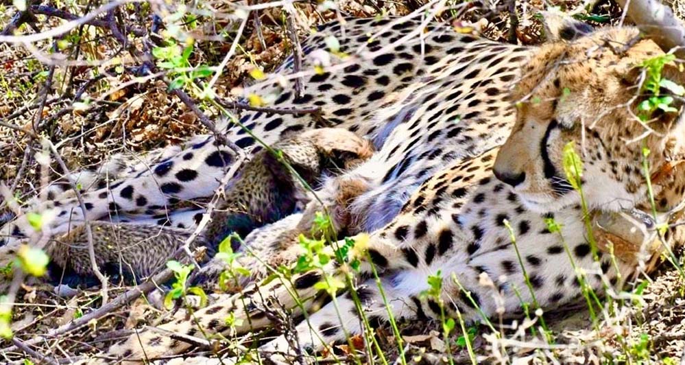 कूनो से फिर मिली बड़ी खुशखबरी, चीता गामिनी ने 4 शावकों को दिया जन्म कूनो से फिर मिली बड़ी खुशखबरी, चीता गामिनी ने 4 शावकों को दिया जन्म