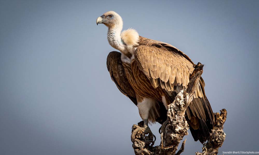 वन विहार हो रहा है गिद्ध संरक्षण के अंतर्राष्ट्रीय उत्कृष्टता केंद्र के रूप में स्थापित वन विहार हो रहा है गिद्ध संरक्षण के अंतर्राष्ट्रीय उत्कृष्टता केंद्र के रूप में स्थापित