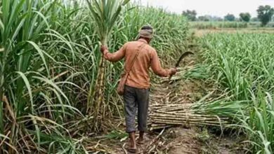 यूपी गन्ना किसान, पहली बार घर बैठे ऑनलाइन मिलेगी उन्नत गन्ना बीज की सटीक जानकारी