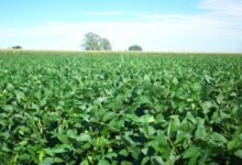 रायपुर : यूरिया का प्रभावी विकल्प बन रही हरी खाद, जशपुर में 600 हेक्टेयर में प्रदर्शन