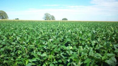 रायपुर : यूरिया का प्रभावी विकल्प बन रही हरी खाद, जशपुर में 600 हेक्टेयर में प्रदर्शन