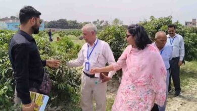 मुजफ्फरपुर की शाही लीची का पंजाब में जलवा, पठानकोट के किसान सीख रहे हाई डेंसिटी प्लांटेशन के गुर