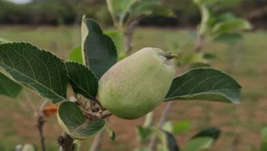 मध्य प्रदेश के सबसे ऊंचे स्थान पर सेब के बागान, पचमढ़ी में गर्म जलवायु में तोड़ा ठंडे इलाके का मिथक