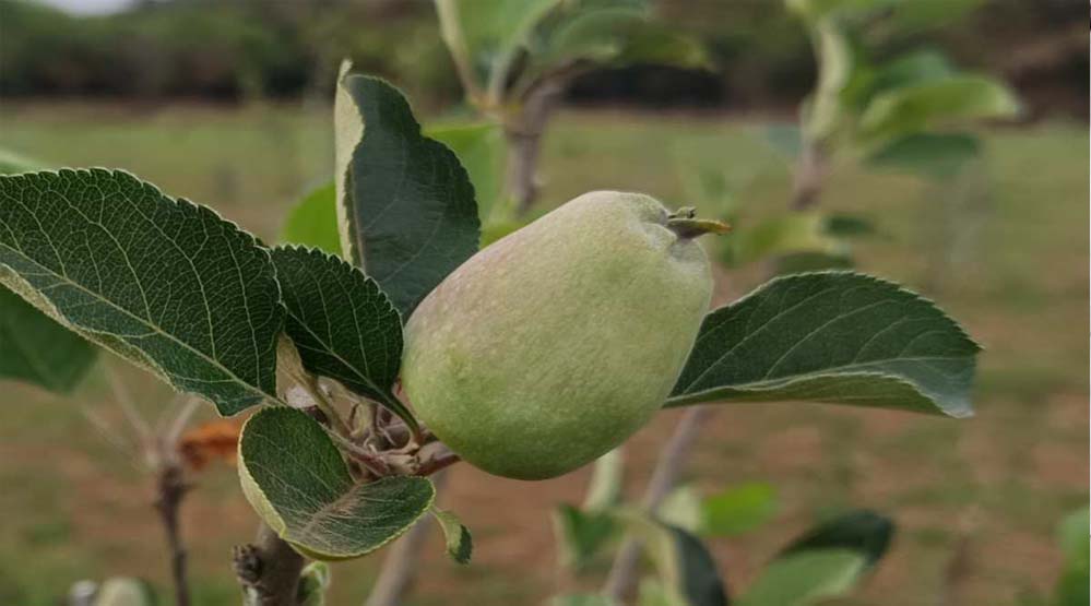 मध्य प्रदेश के सबसे ऊंचे स्थान पर सेब के बागान, पचमढ़ी में गर्म जलवायु में तोड़ा ठंडे इलाके का मिथक