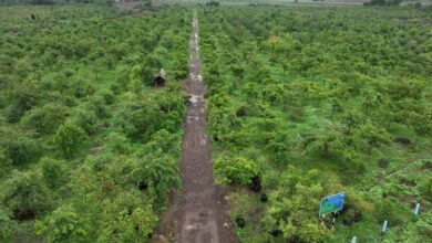 गांधीसागर बांध: 1.5 करोड़ पेड़ों में 65 लाख लोगों को ऑक्सीजन देने की क्षमता