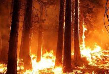 मध्य प्रदेश के जंगलों में धधकती आग, हर दिन 60 जगह जल रही है, अमरकंटक के बाद इन शहरों पर बढ़ा खतरा