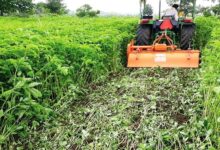 हरी खाद से लहलहाएंगे खेत: धान उत्पादन बढ़ाने कृषि विभाग का विशेष अभियान तेज