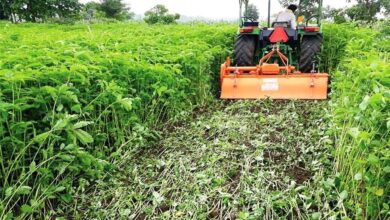हरी खाद से लहलहाएंगे खेत: धान उत्पादन बढ़ाने कृषि विभाग का विशेष अभियान तेज