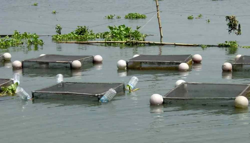 अम्बिकापुर : मत्स्य पालन हेतु जलाशयों का 10 वर्षीय लीज आबंटन के लिए आवेदन आमंत्रित