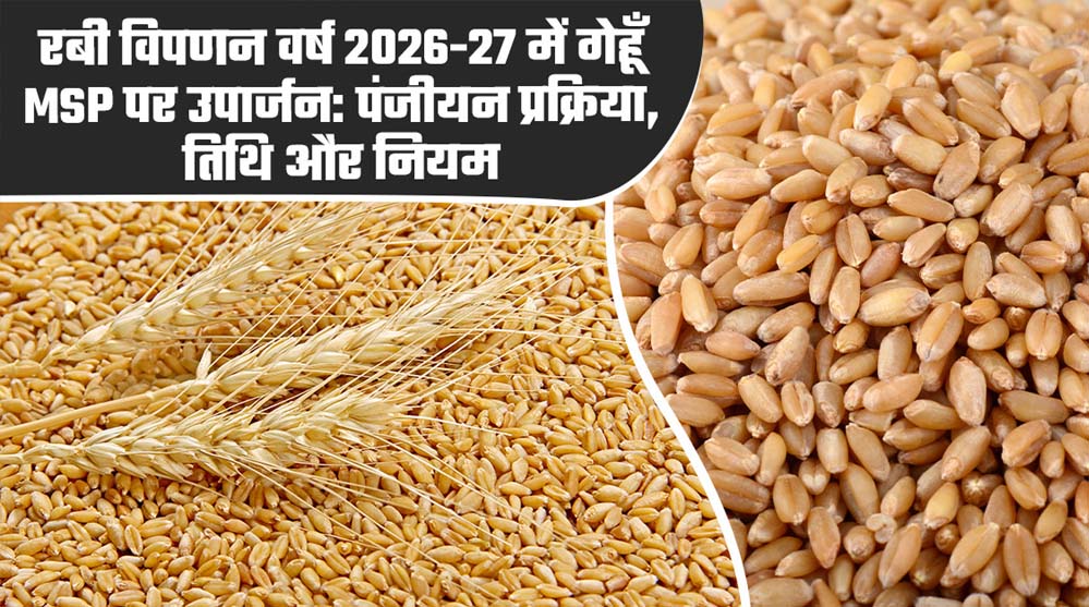 मध्यम एवं बड़े कृषकों को गेहूं विक्रय करने के लिये स्लॉट बुकिंग की सुविधा प्रारंभ मध्यम एवं बड़े कृषकों को गेहूं विक्रय करने के लिये स्लॉट बुकिंग की सुविधा प्रारंभ