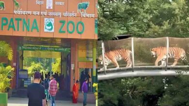 पटना जू में जल्द दहाड़ेगी सफेद बाघिन, दिल्ली और रोहतक से आएंगे कई नए दुर्लभ वन्यजीव