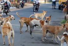 प्रदेश में खूंखार हो रहे स्ट्रीट डॉग्स, जानिए क्यों? एक्सपर्ट बोले: गर्मी में आक्रामक हो जाते हैं; सतना में 3 घंटे में 40 लोगों को काटा