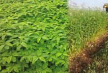 हरी खाद- खेती में बढ़ेगा उत्पादन, मिट्टी की सेहत होगी बेहतर