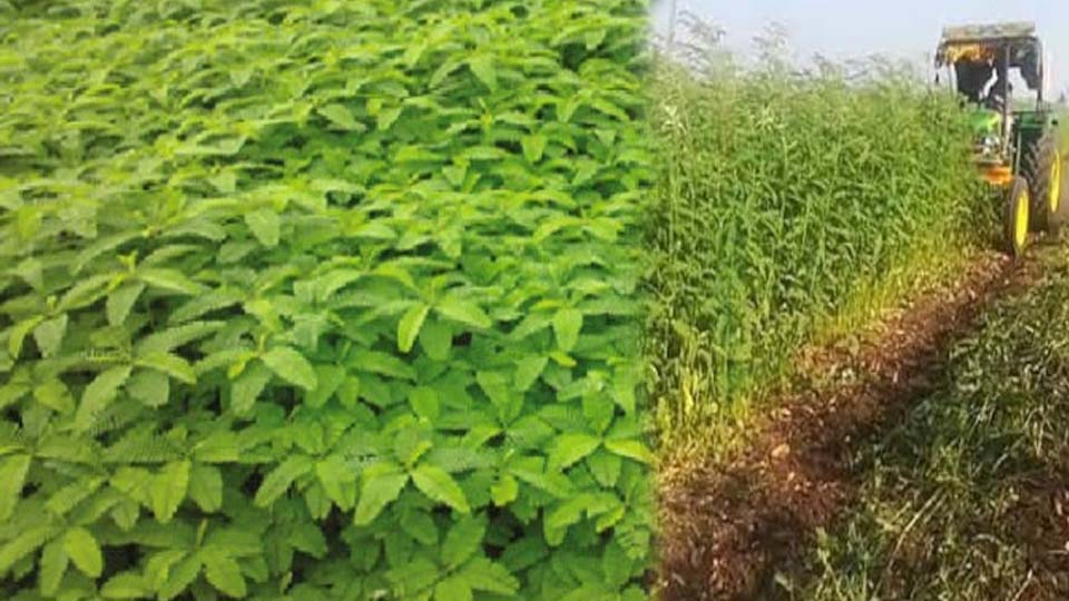 हरी खाद- खेती में बढ़ेगा उत्पादन, मिट्टी की सेहत होगी बेहतर