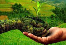 प्राकृतिक खेती से बेहतर आय अर्जित कर रहे 2.60 लाख किसान