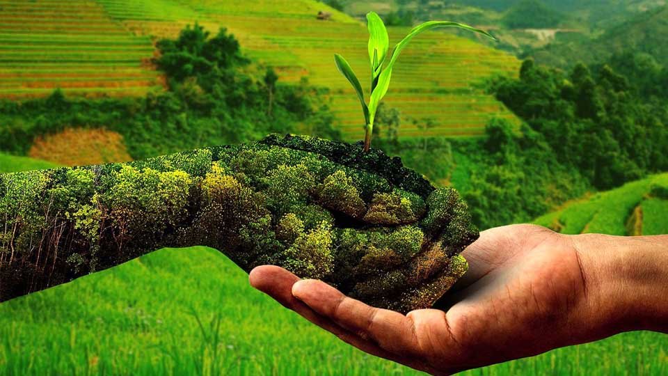 प्राकृतिक खेती से बेहतर आय अर्जित कर रहे 2.60 लाख किसान प्राकृतिक खेती से बेहतर आय अर्जित कर रहे 2.60 लाख किसान