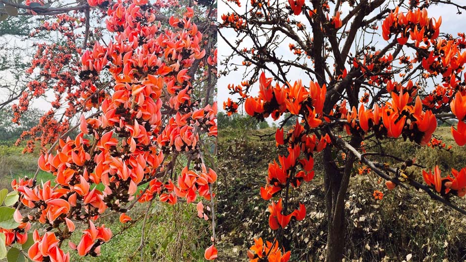 सफलता की कहानी: पलाश फूल से बढ़ती आजीविका और समृद्धि सफलता की कहानी: पलाश फूल से बढ़ती आजीविका और समृद्धि