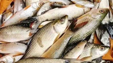 पटना बनेगा पूर्वी भारत का फिशरीज हब, नंदलाल छपरा में खुलेगा राष्ट्रीय मत्स्य विकास बोर्ड का क्षेत्रीय कार्यालय