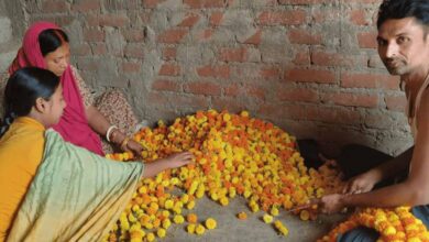 43 डिग्री गर्मी में भी गेंदा फूल की खेती से 2 लाख तक की कमाई