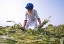 यूपी में बेमौसम बारिश और ओलों का कहर,गेहूं की 40% फसल बर्बाद, किसानों के समर्थन में मैदान में उतरे CM योगी