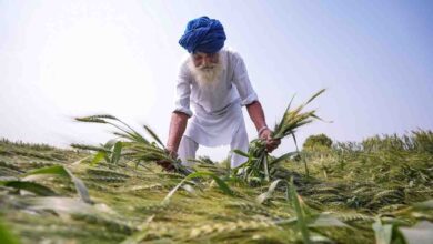 यूपी में बेमौसम बारिश और ओलों का कहर,गेहूं की 40% फसल बर्बाद, किसानों के समर्थन में मैदान में उतरे CM योगी यूपी में बेमौसम बारिश और ओलों का कहर,गेहूं की 40% फसल बर्बाद, किसानों के समर्थन में मैदान में उतरे CM योगी