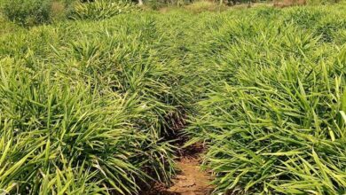 एक जिला एक उत्पाद योजना से बदली तस्वीर, अदरक की खेती से दोगुना मुनाफा कमाया