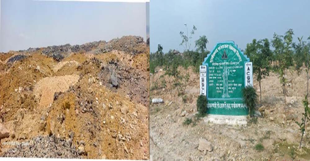 रायपुर : बंजर डंप क्षेत्र से हरा-भरा जंगल बनने की ओर गेवरा की अनूठी पहल