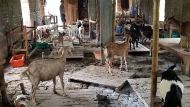 Bihar में हैरान करने वाला घोटाला: बकरी को बकरा बनाकर बेच रहे कसाई, फेविक्विक से किया लिंग बदलने का खेल Bihar में हैरान करने वाला घोटाला: बकरी को बकरा बनाकर बेच रहे कसाई, फेविक्विक से किया लिंग बदलने का खेल