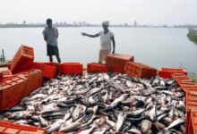 मछली उत्पादन में 45% की छलांग, अब झींगा पालन से ‘नीली क्रांति’ की तैयारी