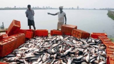 मछली उत्पादन में 45% की छलांग, अब झींगा पालन से ‘नीली क्रांति’ की तैयारी