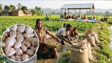 अररिया में मखाना उत्पादन को बढ़ावा, किसानों को 75% तक सब्सिडी देगी सरकार