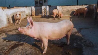 ₹18 हजार से शुरू हुआ सफर: पिग फार्मिंग से शिव राम की ₹3 लाख तक की कमाई