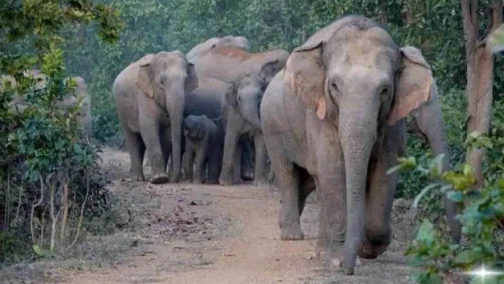 दलमा सेंचुरी में 3 साल बाद लौटा हाथियों का कुनबा: पुराने कॉरिडोर से पहुंचे 38 हाथी