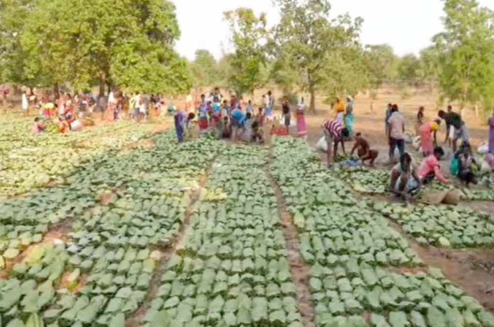 Labour Day (1 मई) से शुरू होगी तेंदूपत्ता तोड़ाई, 639 फड़ तैयार