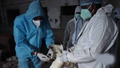 बिलासपुर में बर्ड फ्लू अलर्ट: जांच के लिए AIIMS टीम पहुंची, 10 किमी दायरे में सर्वे शुरू