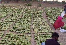 बारिश-ओलों की मार से तेंदूपत्ता खराब, मौसम की मार से संग्रहण भी प्रभावित