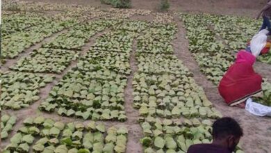 बारिश-ओलों की मार से तेंदूपत्ता खराब, मौसम की मार से संग्रहण भी प्रभावित