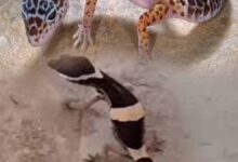 अबूझमाड़ के जंगलों में दिखा दुर्लभ लेपर्ड गेको, जवानों की नाइट पेट्रोलिंग में कैद हुआ अनोखा वीडियो