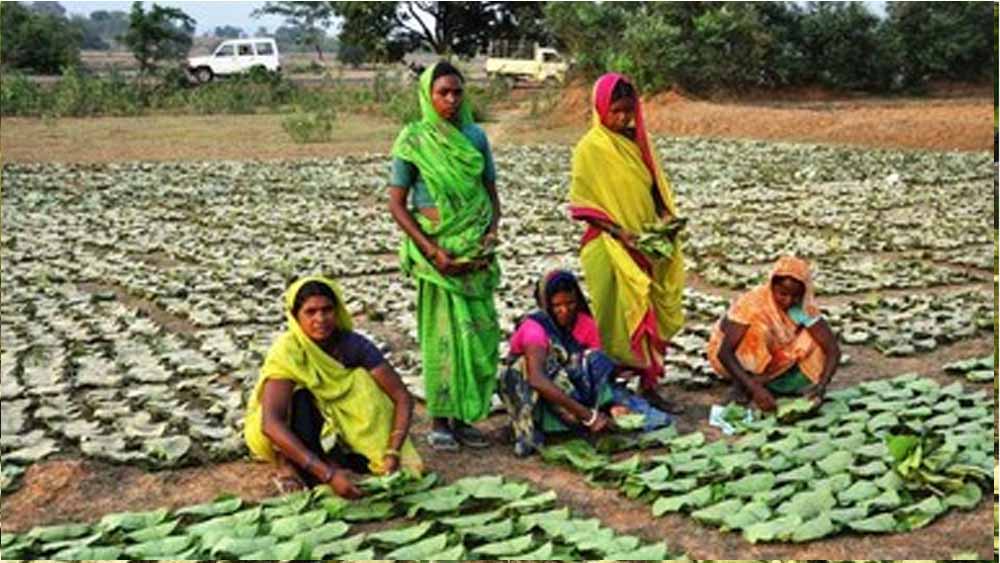 छत्तीसगढ़ में तेंदूपत्ता संग्रहण का बड़ा लक्ष्य: 16 लाख बोरा, 51 समितियां जिम्मेदार