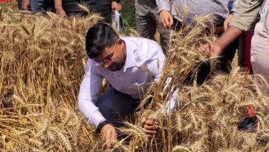 खेत में उतरे DM साहब: Anshul Kumar ने खुद काटा गेहूं, जिले में चर्चा तेज
