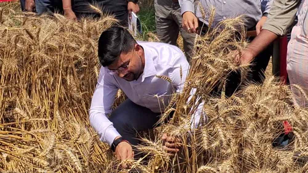 खेत में उतरे DM साहब: Anshul Kumar ने खुद काटा गेहूं, जिले में चर्चा तेज