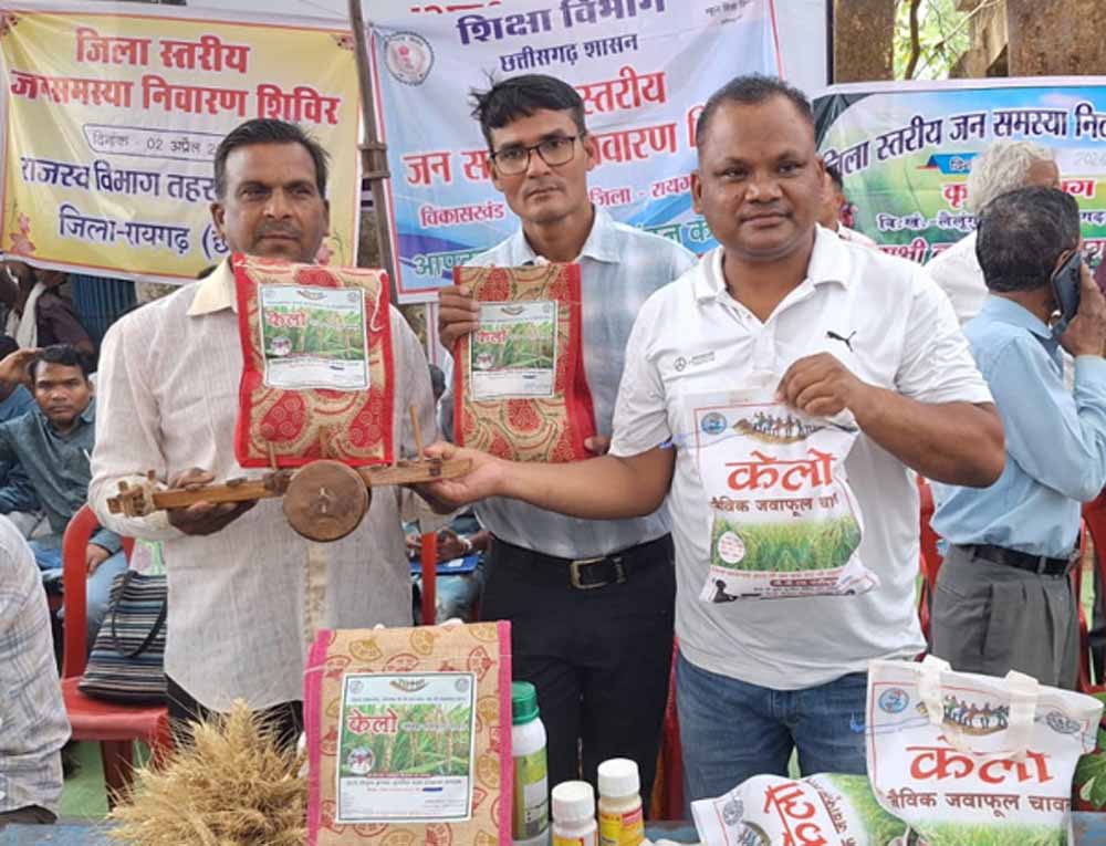 लैलूंगा की पहचान बना ‘केलो’ जैविक जंवाफूल चावल लैलूंगा की पहचान बना ‘केलो’ जैविक जंवाफूल चावल