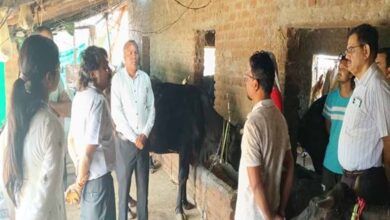 पशुओं में नस्ल सुधार का कार्य बेहतर ढंग से करें : प्रमुख सचिव  उमराव