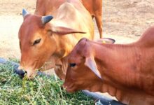 गोरस मोबाइल ऐप से पशुपालकों को मिलेगी जानकारी, बढ़ेगा दूध उत्पादन, पशुपालकों की आय में होगा इजाफा