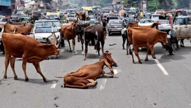 मध्य प्रदेश के 40 लाख आवारा पशुओं को मिलेगा 12 अंकों का खास कोड, केसरिया टैग से होगी पहचान